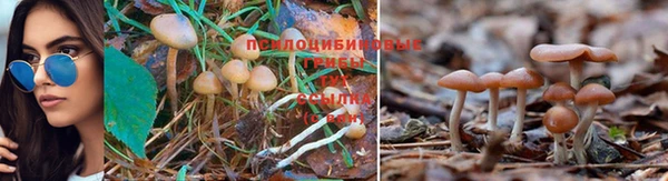 амф Алексин